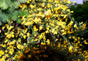 Cytisus scoparius